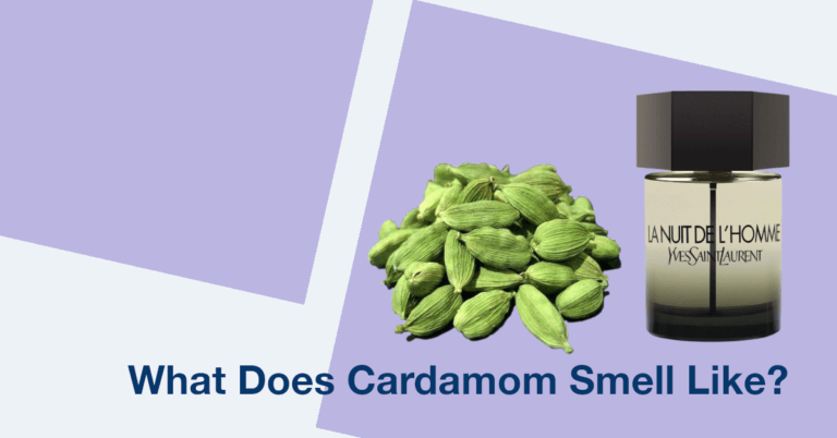 What Does Cardamom Smell Like? Best Perfumes