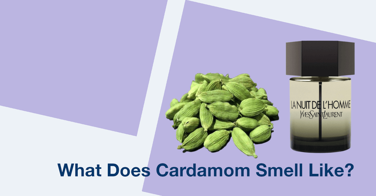 what does cardamom smell like